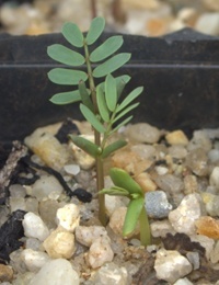 Wallowa two month seedling image.