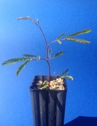 Silver Wattle four months seedling image.