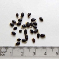 Seedling-Acacia-Dealbata-Silver-Wattle-seed-8.jpg