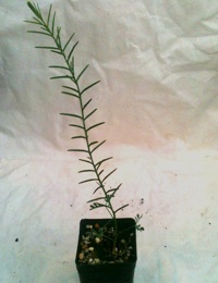 Spreading Wattle four months seedling image.
