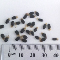 Seedling-Acacia-Genistifolia-Spreading-Wattle-seed-6.jpg
