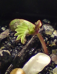 Lightwood germination seedling image.