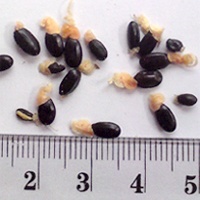 Seedling-Acacia-Implexa-Lightwood-seed-6.jpg
