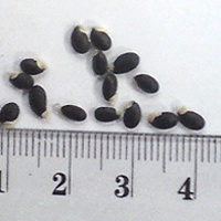 Seedling-Acacia-Mearnsii-Black-Wattle-seed-6.jpg