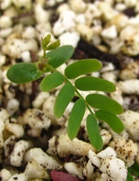 Blackwood germination seedling image.