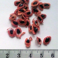 Seedling-Acacia-Melanoxylon-Blackwood-seed-6.jpg