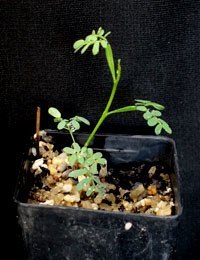 Mallee Wattle, Variable Sallow Wattle two month seedling image.