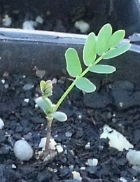 Narrow-leaf Wattle germination seedling image.