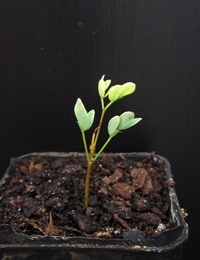 Myrtle Wattle germination seedling image.