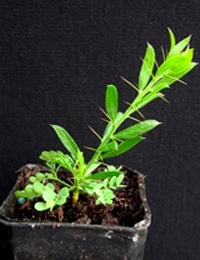 Hedge Wattle two month seedling image.