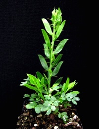 Hedge Wattle four months seedling image.