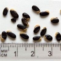 Seedling-Acacia-Pycnantha-Golden-Wattle-seed-6.jpg