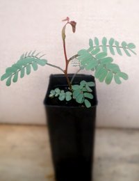 Coast Wirilda (previously known as Acacia retinodes uncifolia) two month seedling image.
