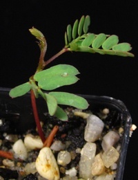 Silver Wattle two month seedling image.