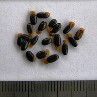 Seedling-Acacia-leprosa-seed-6.jpg