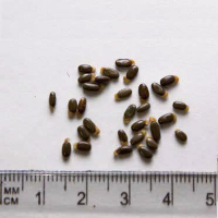 Seedling-Acacia-myrtifolia-seed-6.jpg
