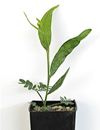 Mountain Hickory Wattle four months seedling image.