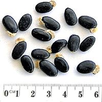 Seedling-Acacia-obliquinervia-seed-6.jpg
