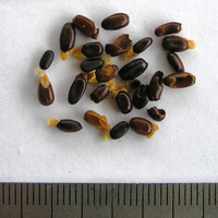 Seedling-Acacia-oxycedras-seed-6.jpg