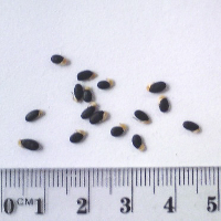 Seedling-Acacia-pravissima-seed-6.jpg