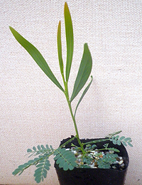 Wirilda (previously known as Acacia retinodes retinodes) four months seedling image.