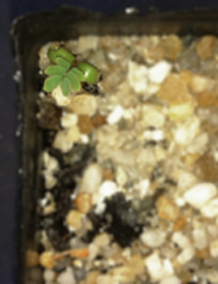 Wirilda (previously known as Acacia retinodes var. retinodes) germination seedling image.