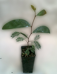 Seedling Acacia Pycnantha Golden Wattle 4 Months