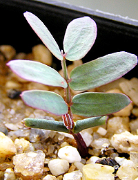 Hop Wattle germination seedling image.
