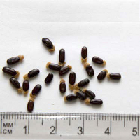 Seedling-Acacia-verniciflua-seed-6.jpg