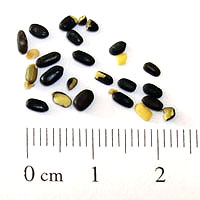 Seedling-Acacia-verticillata-seed-6.jpg