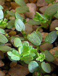 Bidgee-widgee germination seedling image.
