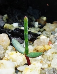 Dwarf Sheoak (previously known as Casuarina pusilla) two month seedling image.