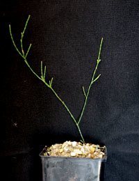 Dwarf Sheoak (previously known as Casuarina pusilla) four months seedling image.