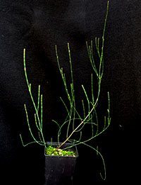 Dwarf Sheoak (previously known as Casuarina pusilla) six months seedling image.