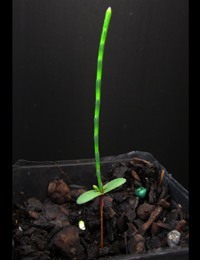 Drooping She-Oak (previously known as Casuarina stricta) two month seedling image.