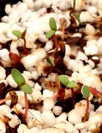 Drooping She-Oak (previously known as Casuarina stricta) germination seedling image.