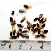 Seedling-Allocasuarina-littoralis-seed-6.jpg