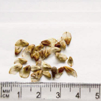 Seedling-Allocasuarina-luehmannii-seed-6.jpg
