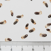 Seedling-Allocasuarina-muelleriana-muelleriana-seed-6.jpg