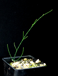 Scrub Sheoak, Swamp Sheoak (previously known as Casuarina paludosa) four months seedling image.