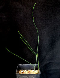 Scrub Sheoak, Swamp Sheoak (previously known as Casuarina paludosa) six months seedling image.
