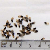 Seedling-Allocasuarina-paludosa-seed-12.jpg