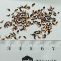 Seedling-Allocasuarina-pusilla-seed-6.jpg
