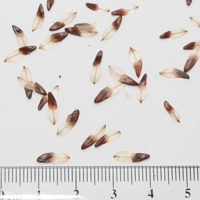 Seedling-Allocasuarina-verticillata-seed-13.jpg