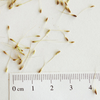 Seedling-Amphibromus-nervosus-seed-6.jpg
