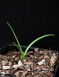 Pale Vanilla-lily germination seedling image.