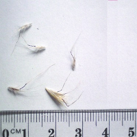 Seedling-Austrodanthonia-caespitosa-seed-13.jpg