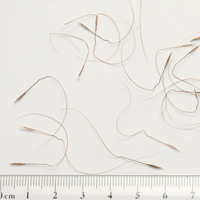 Seedling-Austrostipa-scabra-Rough-spear-grass-Corkscrew-seed-6.jpg