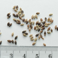 Seedling-Austrostipa-stipoides-Prickly-Spear-grass-seed-6.jpg