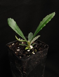 Silver Banksia two month seedling image.